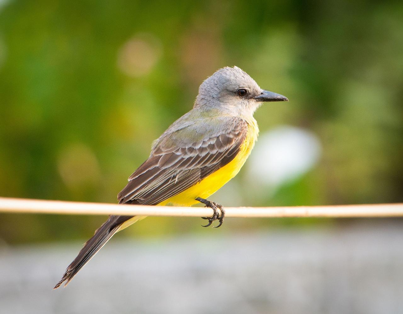 Birding Florida, Bird Watching Florida, North American Birds, Naturalist Journeys, Wildlife Tour, Wildlife Photography, Ecotourism, Specialty Birds, Endemic Birds, Birding Hotspot, Migration, Little St. Simons Island