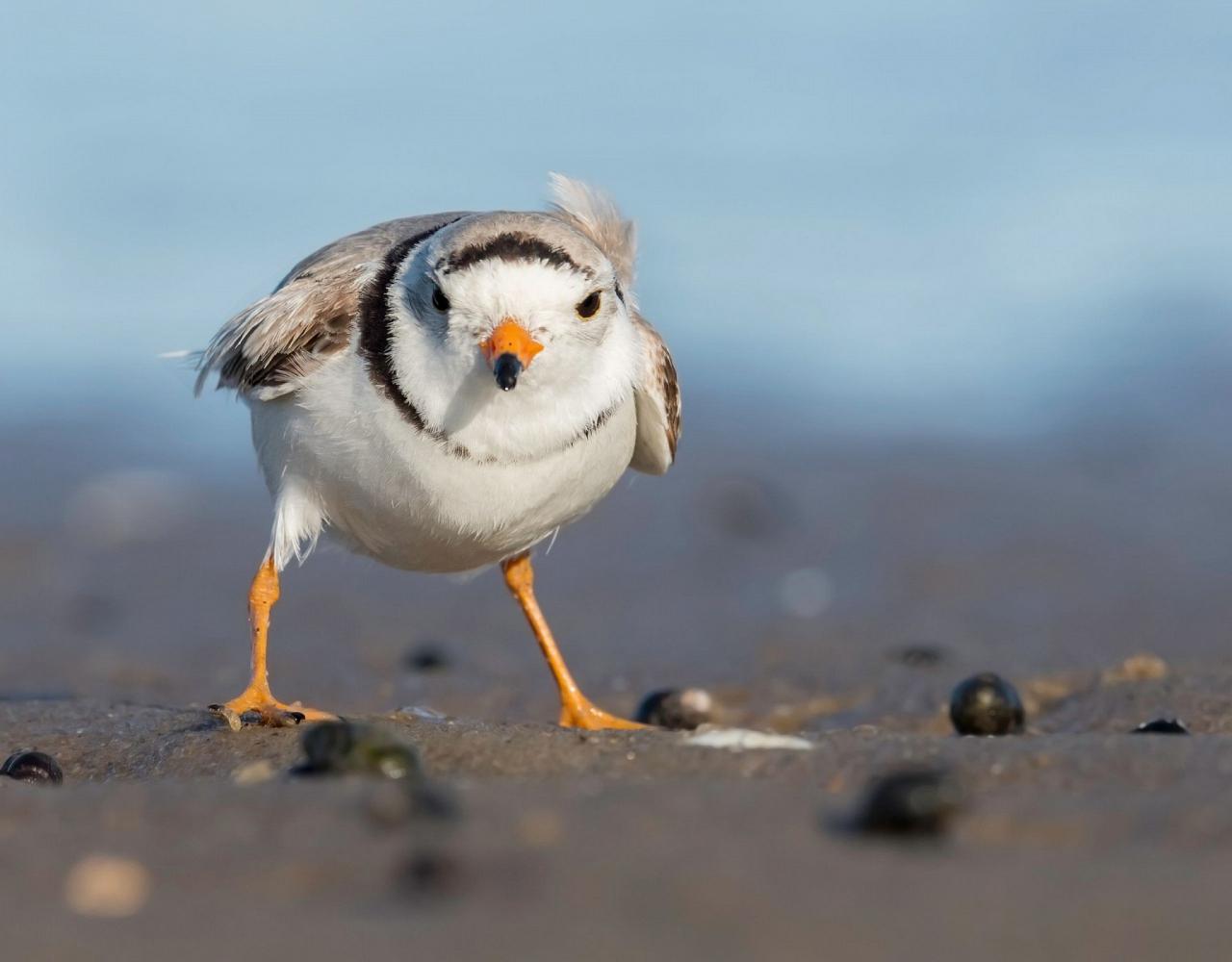 Birding Florida, Bird Watching Florida, North American Birds, Naturalist Journeys, Wildlife Tour, Wildlife Photography, Ecotourism, Specialty Birds, Endemic Birds, Birding Hotspot, Migration, Little St. Simons Island