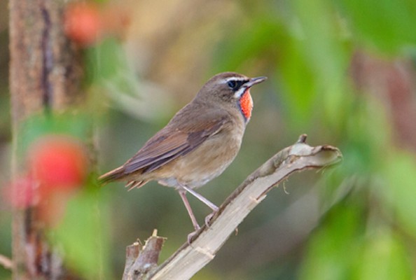 Siberian Rubythroat, India Nature Tour, India Wildlife Tour, India Wildlife Safari, Naturalist Journeys