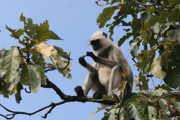 India Nature Tour, India Wildlife Tour, India Wildlife Safari, Naturalist Journeys