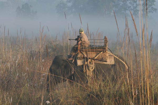 Elephant Safari, Elephant Ride, Mahout, India, India Nature Tour, India Wildlife Tour, India Wildlife Safari, Naturalist Journeys