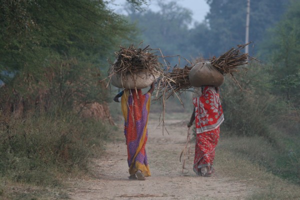 India, India Nature Tour, India Wildlife Tour, India Wildlife Safari, Naturalist Journeys