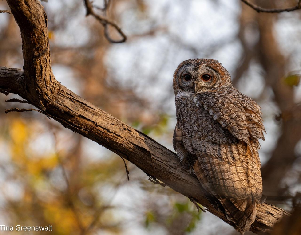 Birding India, Bird watching Asia, India Nature Tour, Big Cats in India, Naturalist Journeys, Wildlife Tour, Wildlife Photography, Ecotourism, Specialty Birds, Birding Hotspot, Tiger Reserve, Snow Leopards