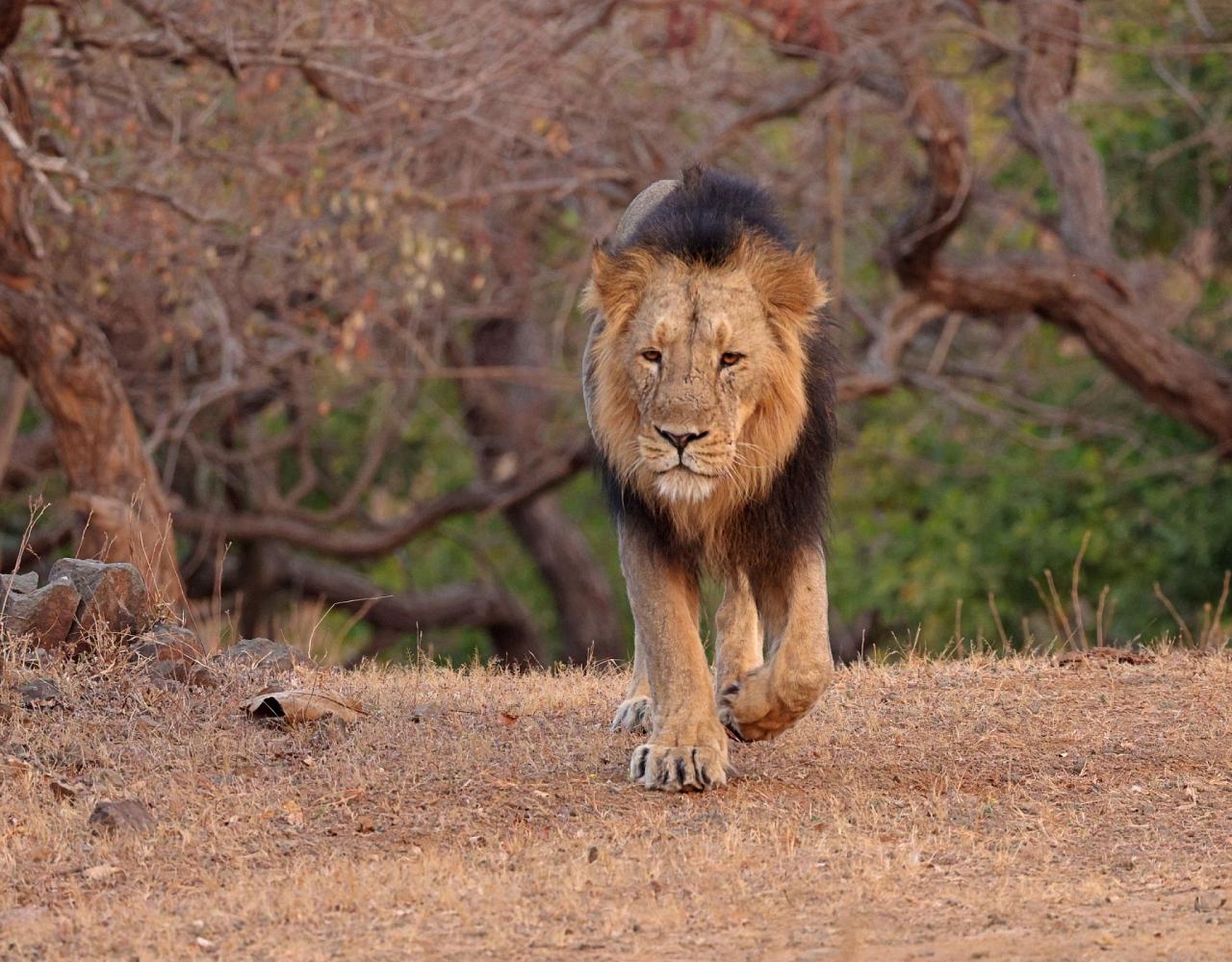 Birding India, Bird watching Asia, India Nature Tour, Big Cats in India, Naturalist Journeys, Wildlife Tour, Wildlife Photography, Ecotourism, Specialty Birds, Birding Hotspot, Tiger Reserve, Snow Leopards
