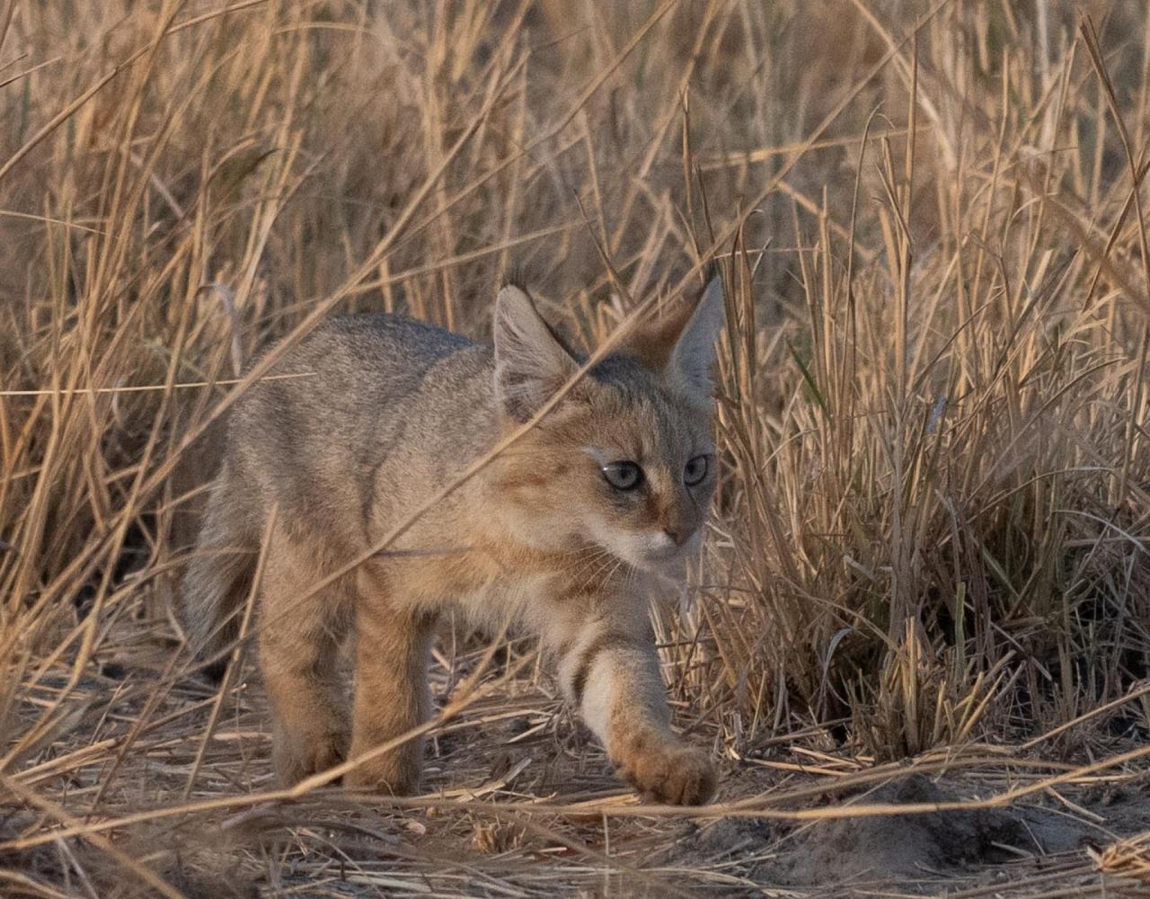Birding India, Bird watching Asia, India Nature Tour, Big Cats in India, Naturalist Journeys, Wildlife Tour, Wildlife Photography, Ecotourism, Specialty Birds, Birding Hotspot, Tiger Reserve, Snow Leopards