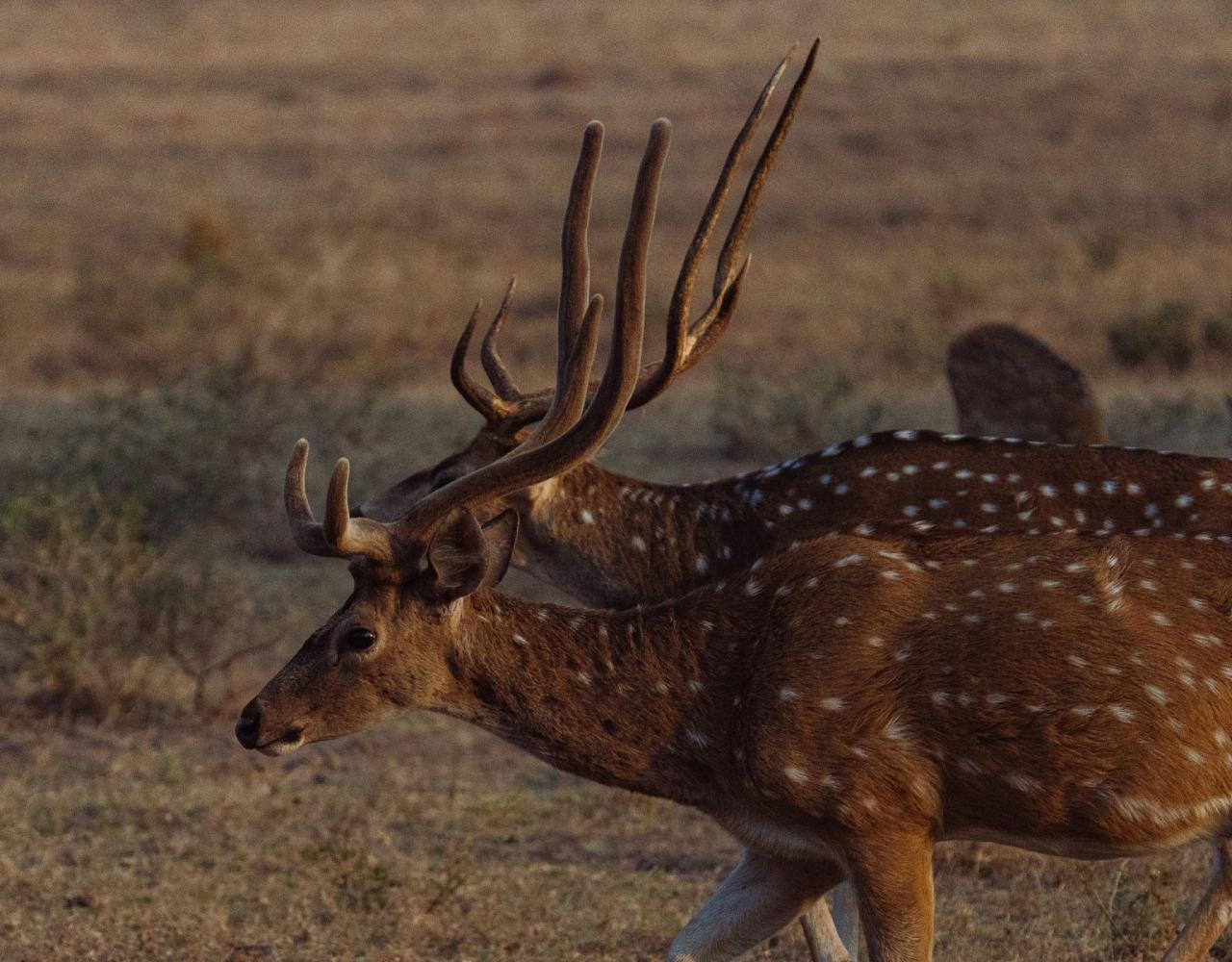 Birding India, Bird watching Asia, India Nature Tour, Big Cats in India, Naturalist Journeys, Wildlife Tour, Wildlife Photography, Ecotourism, Specialty Birds, Birding Hotspot, Tiger Reserve, Snow Leopards