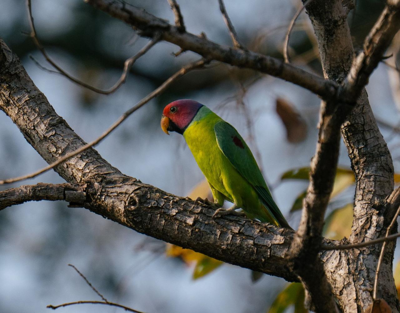 Birding India, Bird watching Asia, India Nature Tour, Big Cats in India, Naturalist Journeys, Wildlife Tour, Wildlife Photography, Ecotourism, Specialty Birds, Birding Hotspot, Tiger Reserve, Snow Leopards