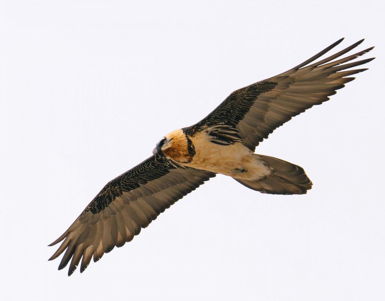 Birding India, Bird watching Asia, India Nature Tour, Big Cats in India, Naturalist Journeys, Wildlife Tour, Wildlife Photography, Ecotourism, Specialty Birds, Birding Hotspot, Tiger Reserve, Snow Leopards