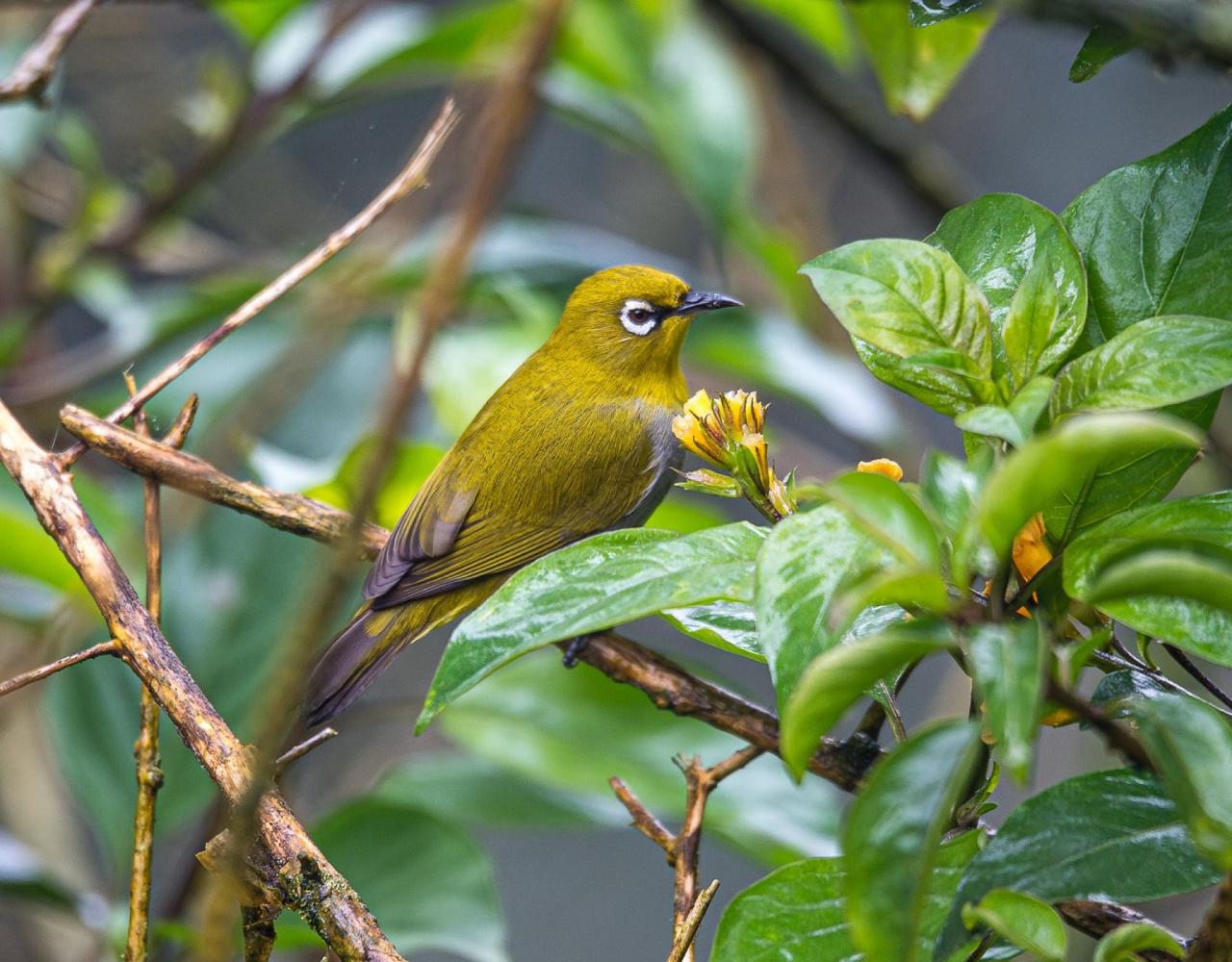 Birding India, Bird watching Asia, India Nature Tour, Big Cats in India, Naturalist Journeys, Wildlife Tour, Wildlife Photography, Ecotourism, Specialty Birds, Birding Hotspot, Tiger Reserve, Snow Leopards