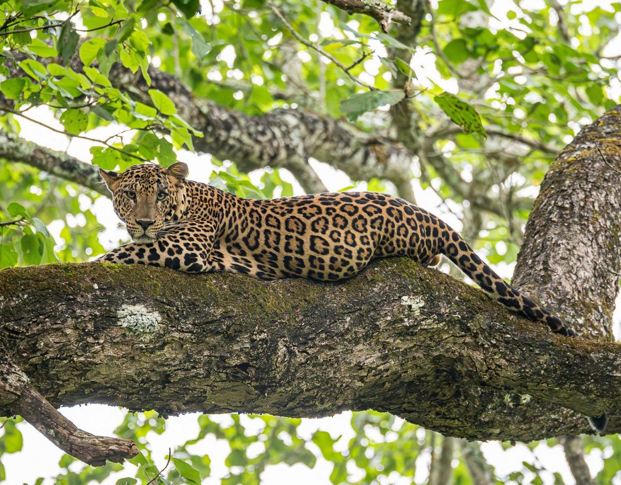 Birding India, Bird watching Asia, India Nature Tour, Big Cats in India, Naturalist Journeys, Wildlife Tour, Wildlife Photography, Ecotourism, Specialty Birds, Birding Hotspot, Tiger Reserve, Snow Leopards