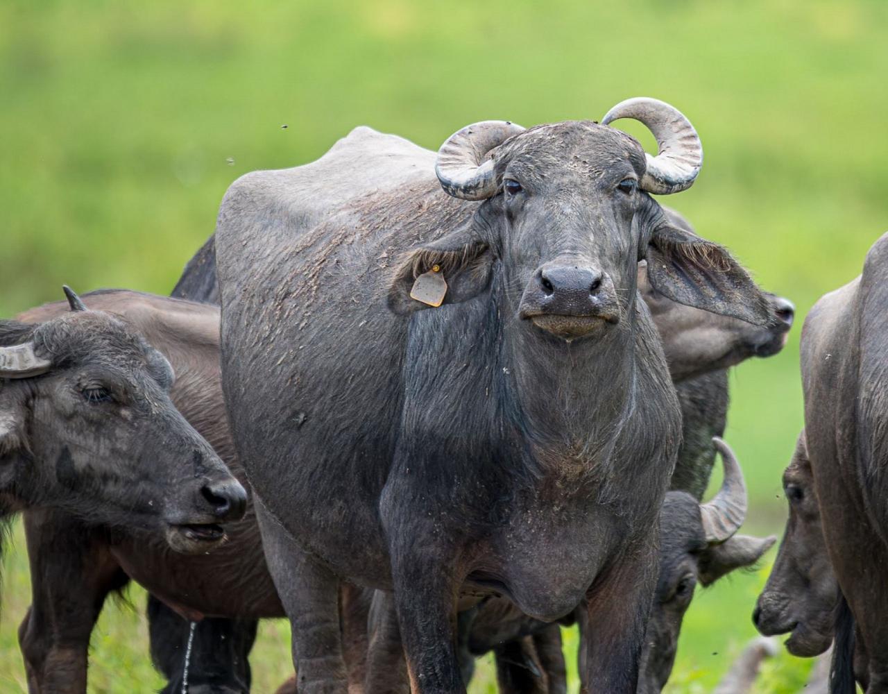 Birding India, Bird watching Asia, India Nature Tour, Big Cats in India, Naturalist Journeys, Wildlife Tour, Wildlife Photography, Ecotourism, Specialty Birds, Birding Hotspot, Tiger Reserve, Snow Leopards
