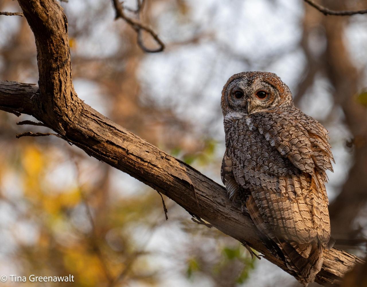 Birding India, Bird watching Asia, India Nature Tour, Big Cats in India, Naturalist Journeys, Wildlife Tour, Wildlife Photography, Ecotourism, Specialty Birds, Birding Hotspot, Tiger Reserve, Snow Leopards