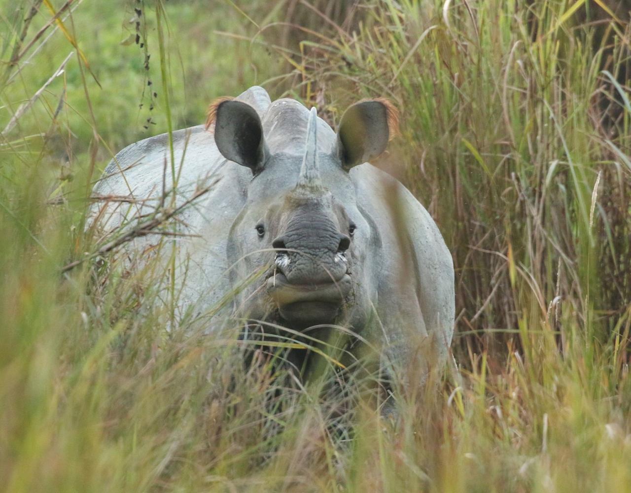 Birding India, Bird watching Asia, India Nature Tour, Big Cats in India, Naturalist Journeys, Wildlife Tour, Wildlife Photography, Ecotourism, Specialty Birds, Birding Hotspot, Tiger Reserve, Snow Leopards