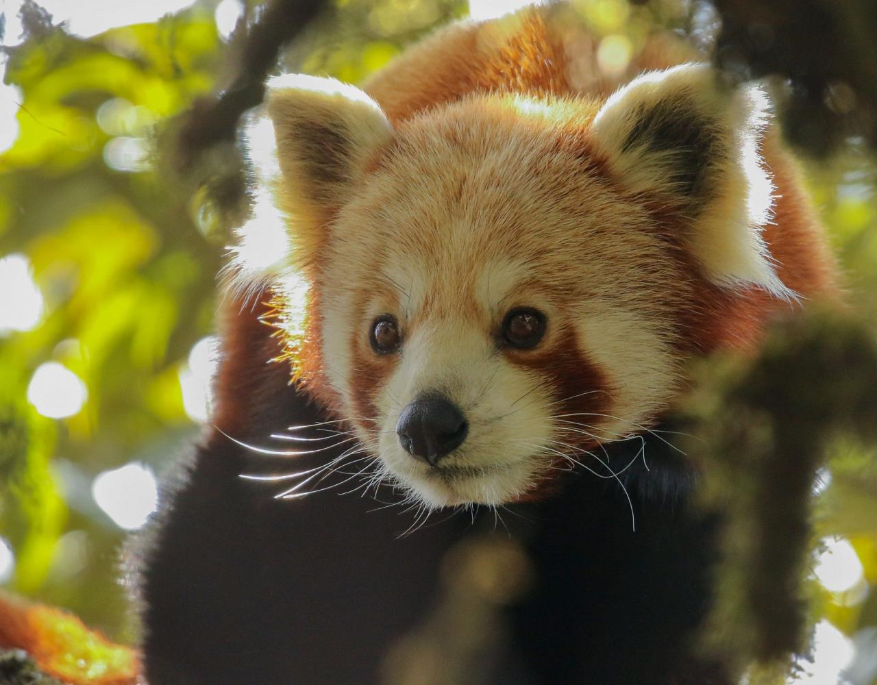Birding India, Bird watching Asia, India Nature Tour, Big Cats in India, Naturalist Journeys, Wildlife Tour, Wildlife Photography, Ecotourism, Specialty Birds, Birding Hotspot, Tiger Reserve, Snow Leopards