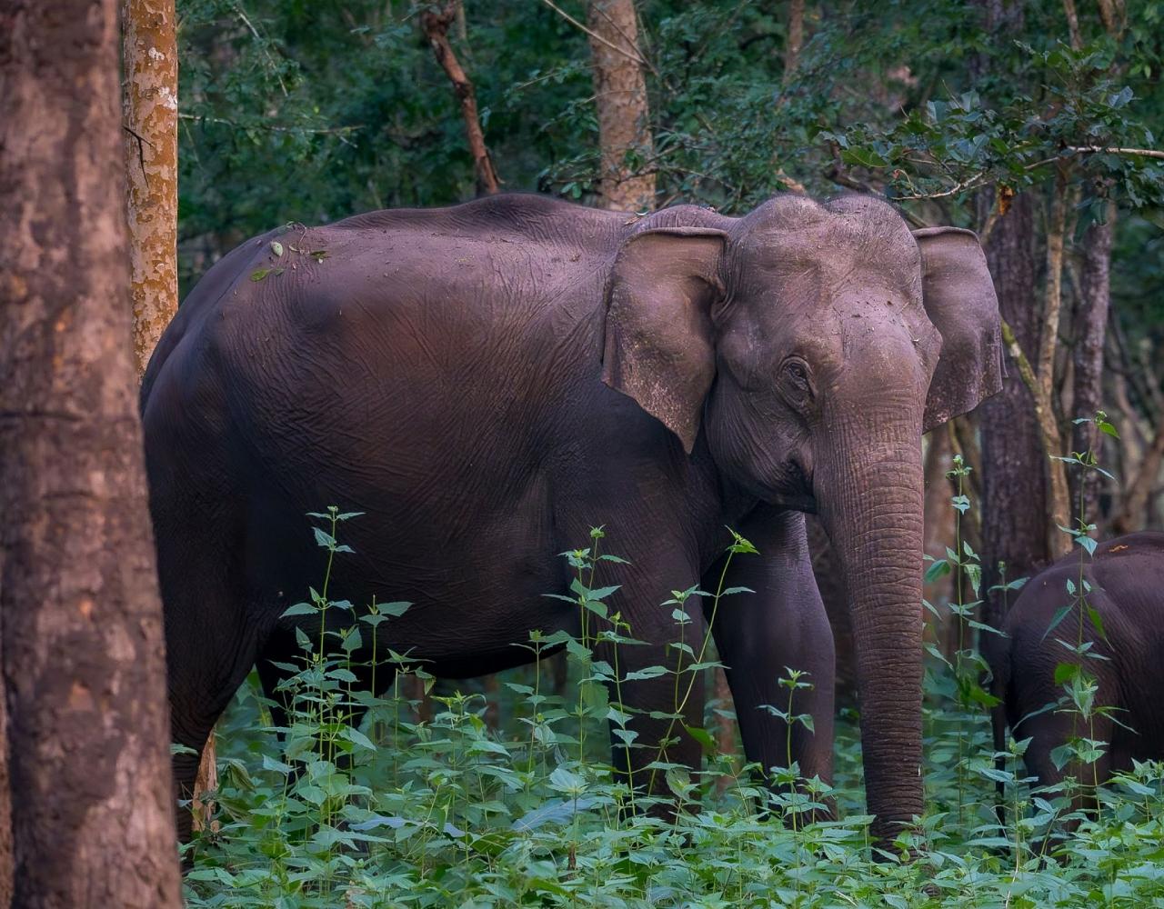 Birding India, Bird watching Asia, India Nature Tour, Big Cats in India, Naturalist Journeys, Wildlife Tour, Wildlife Photography, Ecotourism, Specialty Birds, Birding Hotspot, Tiger Reserve, Snow Leopards