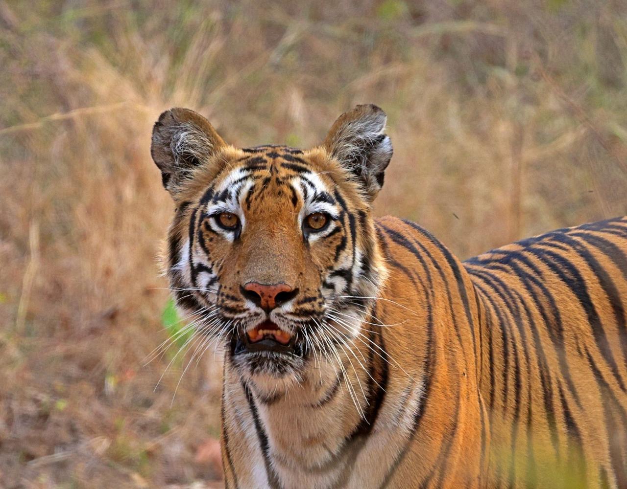 Birding India, Bird watching Asia, India Nature Tour, Big Cats in India, Naturalist Journeys, Wildlife Tour, Wildlife Photography, Ecotourism, Specialty Birds, Birding Hotspot, Tiger Reserve, Snow Leopards