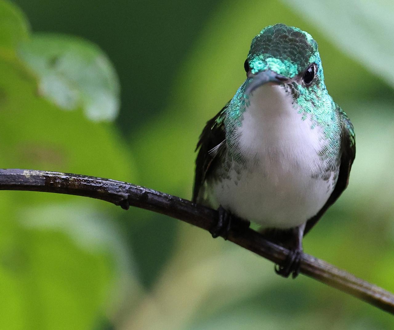 Andean Emerald, Ecuador, Ecuador Birding Tour, Quito, Ecuador Hummingbird Tour, Ecuador Nature Tour, Naturalist Journeys