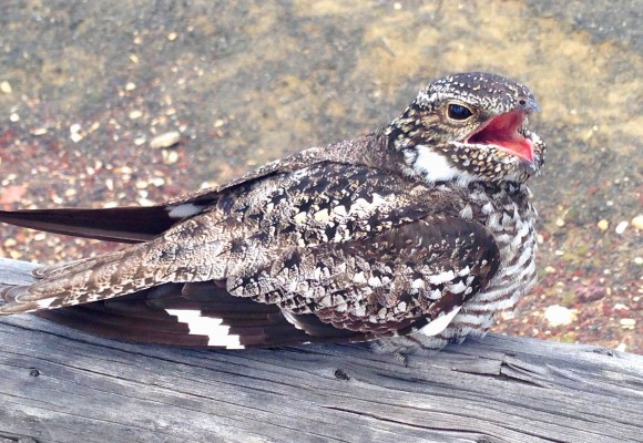Common Nighthawk, Oregon, Oregon Wildlife Tour, Oregon Botany, Naturalist Journeys, Oregon birding tour