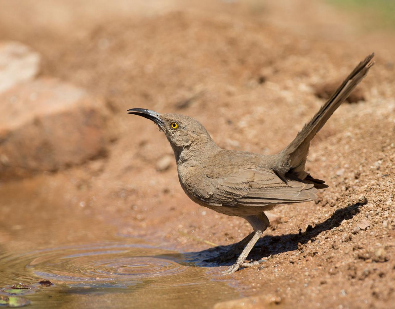 Arizona Birding, Arizona Bird Watching, United States, North American Birds, Naturalist Journeys, Wildlife Tour, Wildlife Photography, Ecotourism, Specialty Birds, Endemic Birds, Birding Hotspot, Sonoran Desert, Tucson