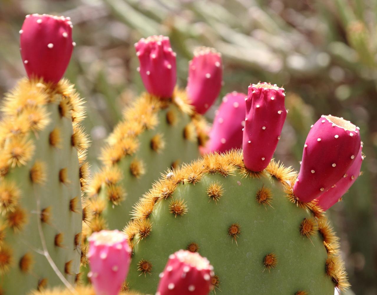 Arizona Birding, Arizona Bird Watching, United States, North American Birds, Naturalist Journeys, Wildlife Tour, Wildlife Photography, Ecotourism, Specialty Birds, Endemic Birds, Birding Hotspot, Sonoran Desert, Tucson