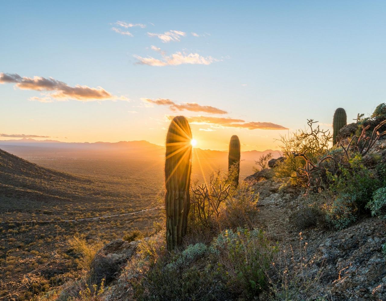 Arizona Birding, Arizona Bird Watching, United States, North American Birds, Naturalist Journeys, Wildlife Tour, Wildlife Photography, Ecotourism, Specialty Birds, Endemic Birds, Birding Hotspot, Sonoran Desert, Tucson