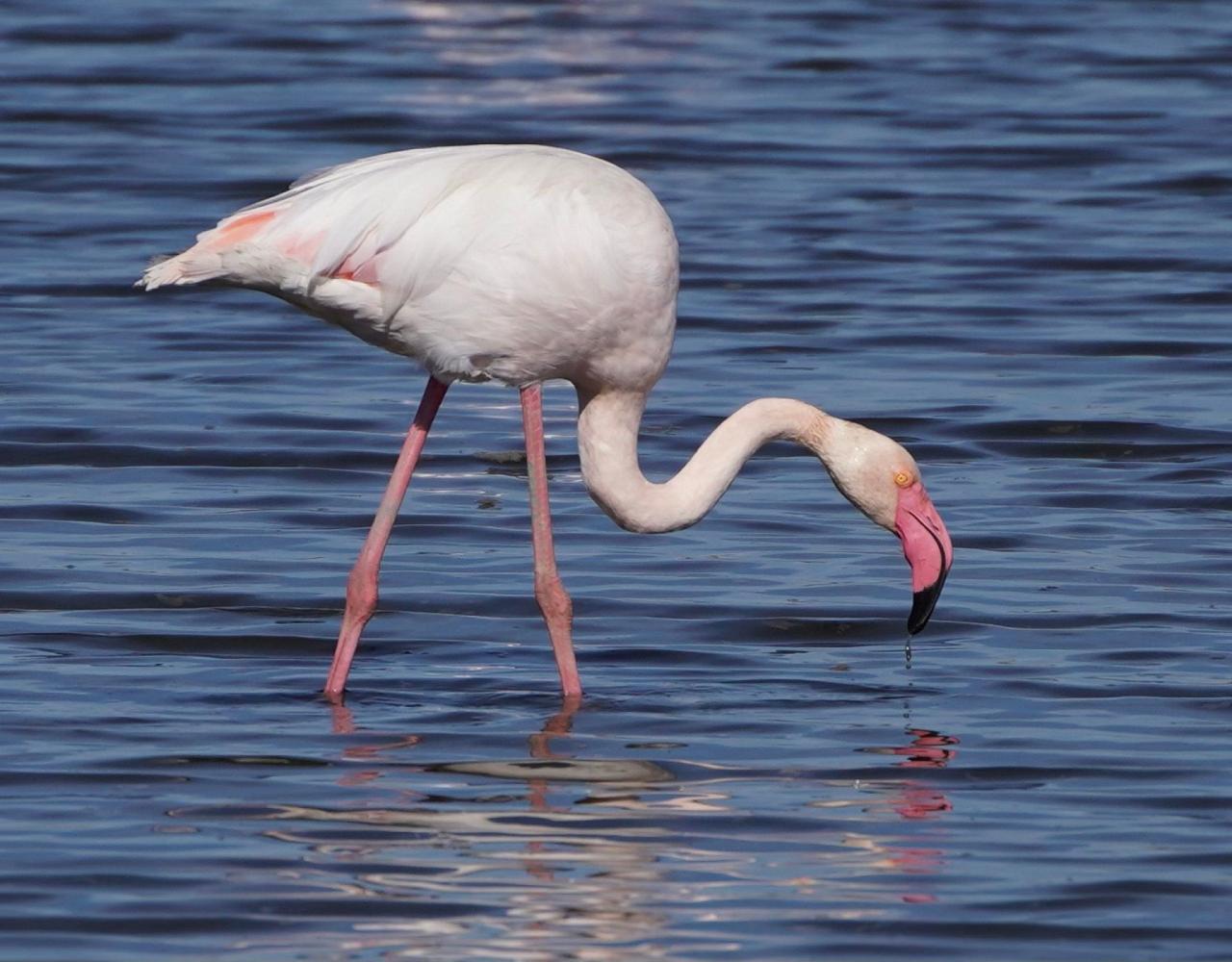 Birding Portugal, Portugal Nature, Bird watching Europe, Fall Migration, Naturalist Journeys, Wildlife Tour, Wildlife Photography, Ecotourism, Specialty Birds, Birding Hotspot, Lisbon, Alentejo