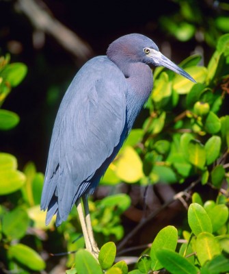Birding Louisiana, Bird Watching New Orleans, Bayou, Birding North America, Naturalist Journeys, Wildlife Tour, Wildlife Photography, Ecotourism, Specialty Birds, Endemic Birds, Birding Hotspot 