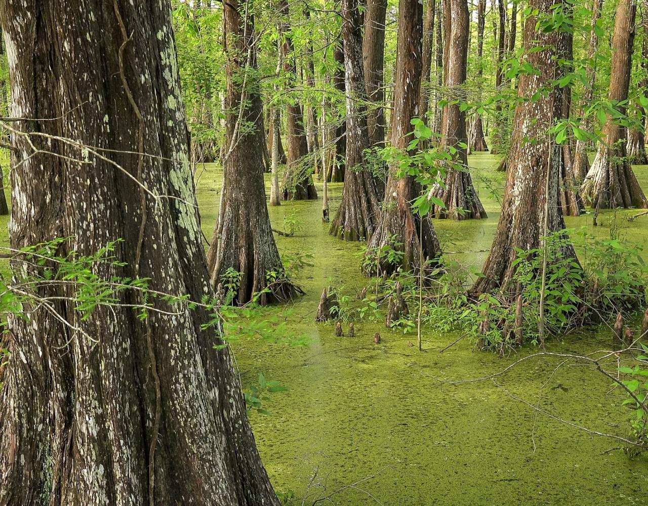 Birding Louisiana, Bird Watching New Orleans, Bayou, Birding North America, Naturalist Journeys, Wildlife Tour, Wildlife Photography, Ecotourism, Specialty Birds, Endemic Birds, Birding Hotspot 