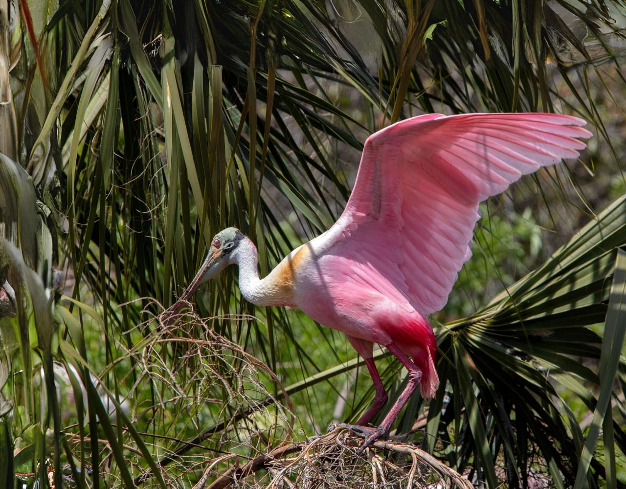 Birding Louisiana, Bird Watching New Orleans, Bayou, Birding North America, Naturalist Journeys, Wildlife Tour, Wildlife Photography, Ecotourism, Specialty Birds, Endemic Birds, Birding Hotspot 