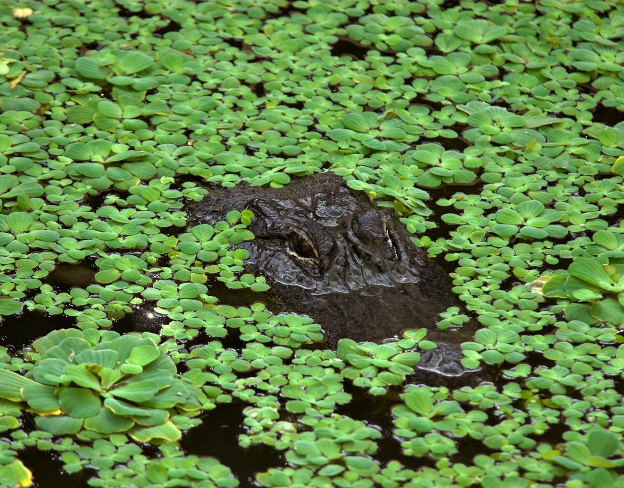 Birding Louisiana, Bird Watching New Orleans, Bayou, Birding North America, Naturalist Journeys, Wildlife Tour, Wildlife Photography, Ecotourism, Specialty Birds, Endemic Birds, Birding Hotspot 
