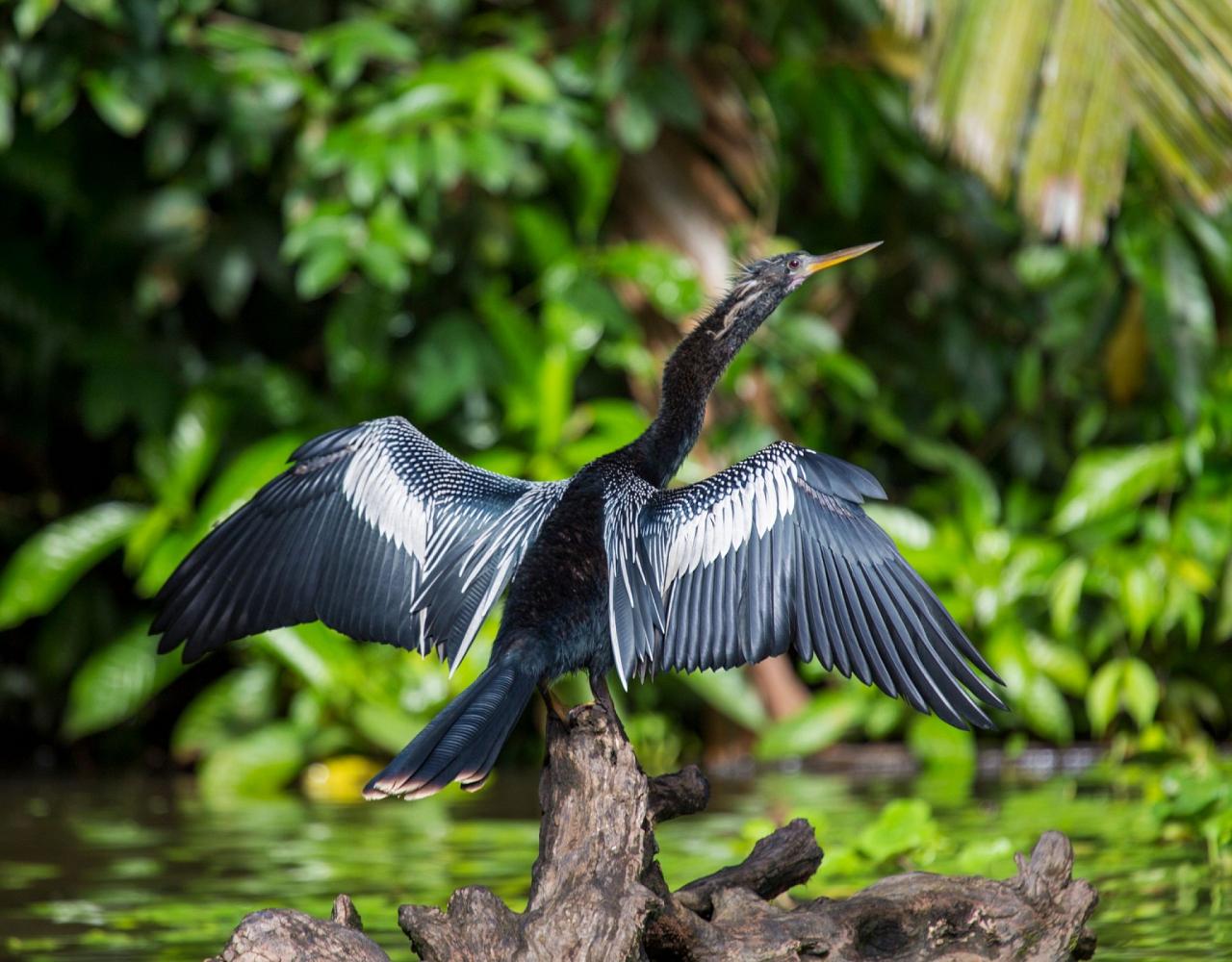 Birding Louisiana, Bird Watching New Orleans, Bayou, Birding North America, Naturalist Journeys, Wildlife Tour, Wildlife Photography, Ecotourism, Specialty Birds, Endemic Birds, Birding Hotspot 