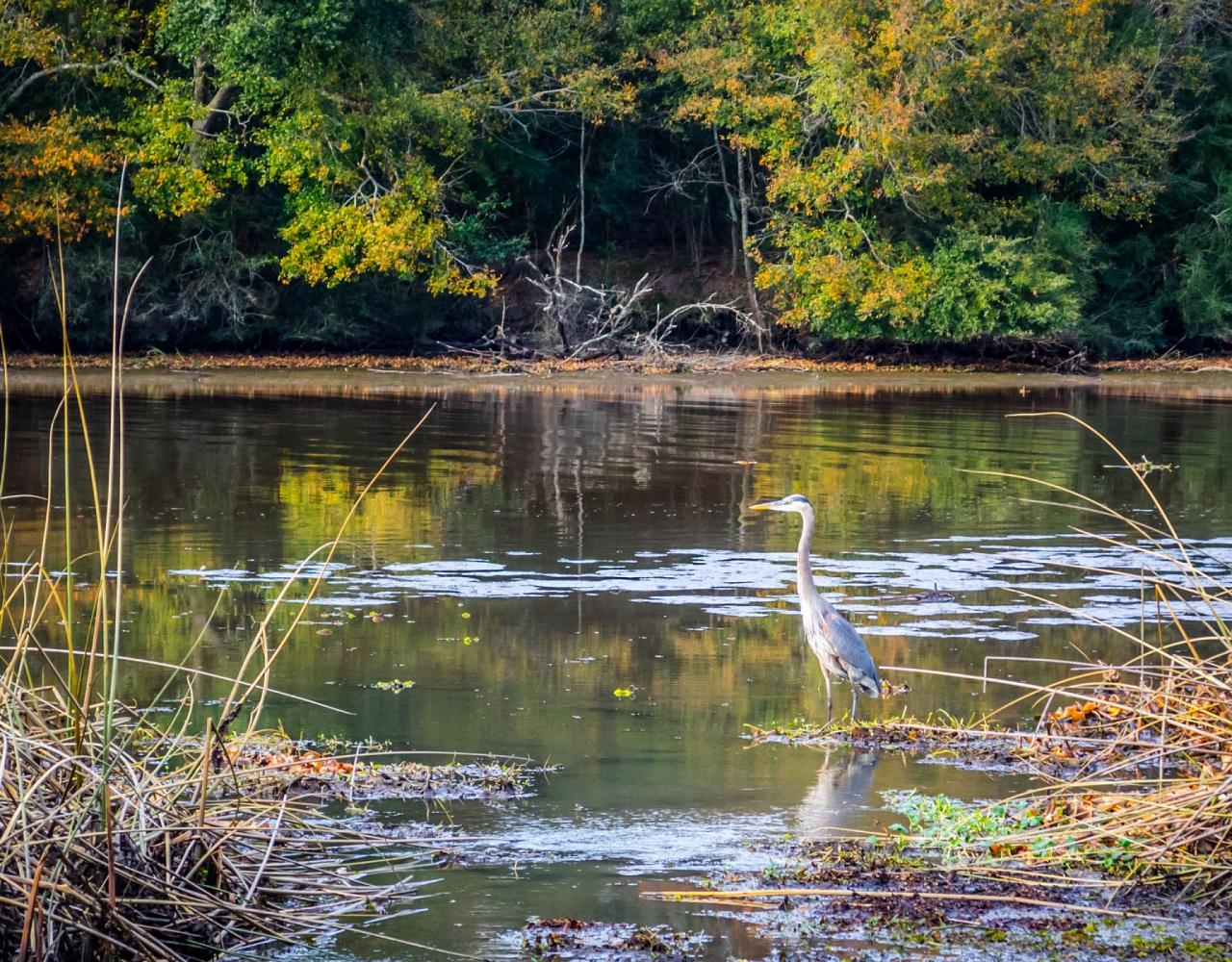 Birding Louisiana, Bird Watching New Orleans, Bayou, Birding North America, Naturalist Journeys, Wildlife Tour, Wildlife Photography, Ecotourism, Specialty Birds, Endemic Birds, Birding Hotspot 