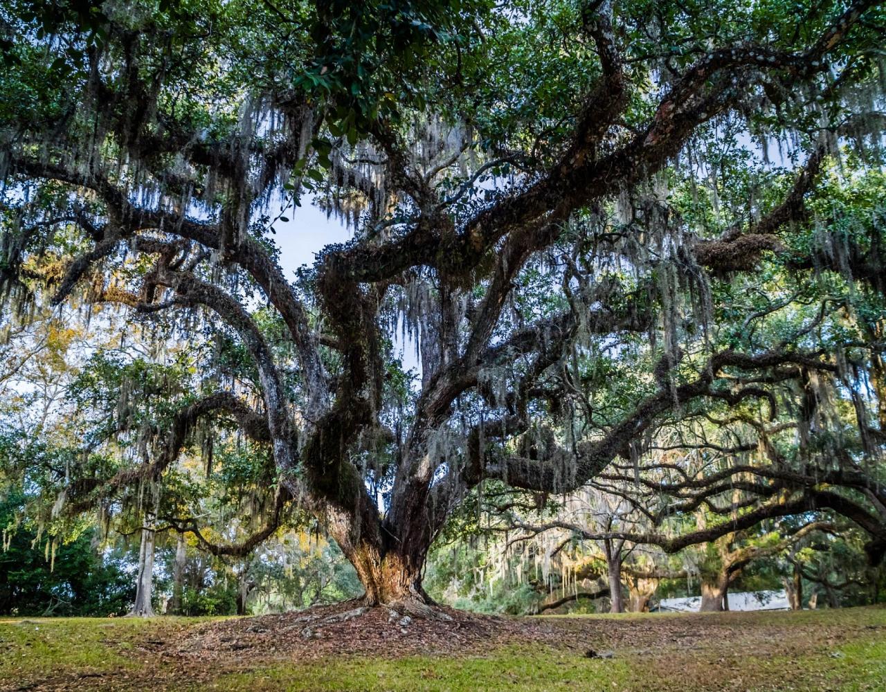 Birding Louisiana, Bird Watching New Orleans, Bayou, Birding North America, Naturalist Journeys, Wildlife Tour, Wildlife Photography, Ecotourism, Specialty Birds, Endemic Birds, Birding Hotspot 