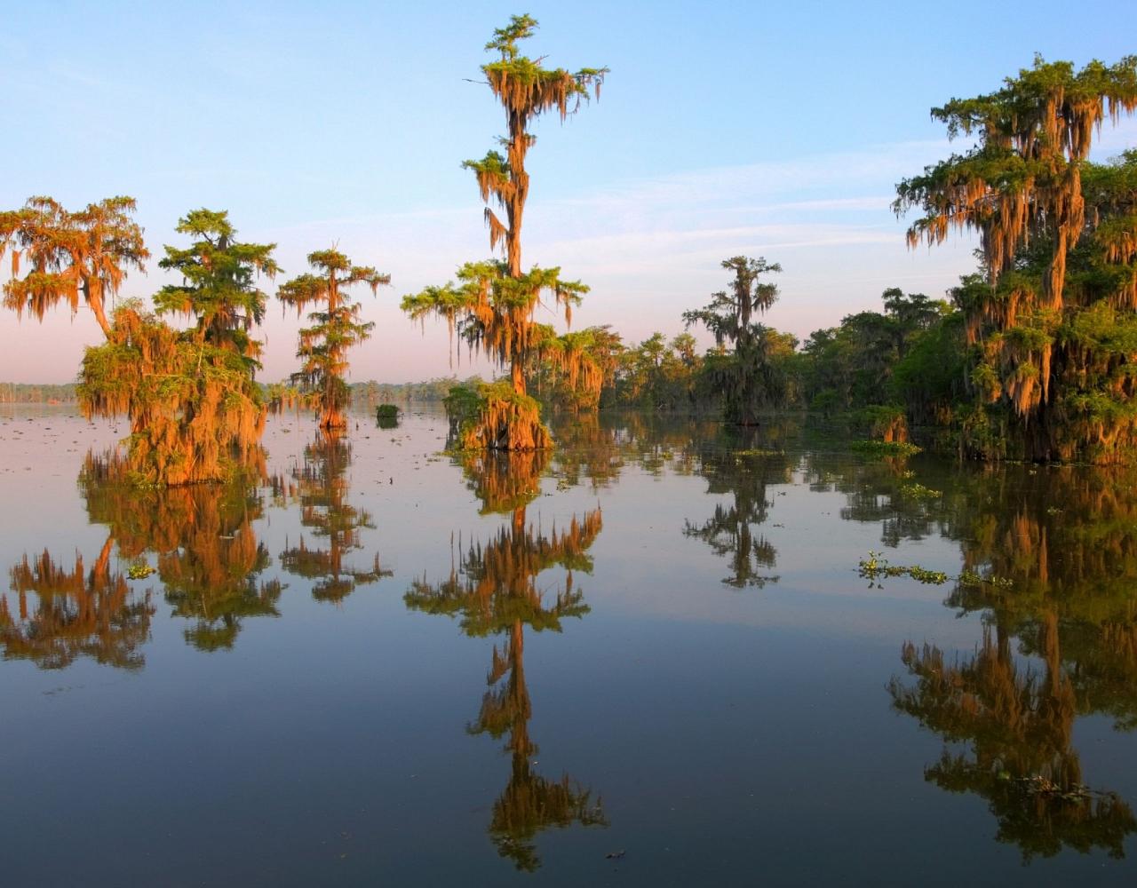 Birding Louisiana, Bird Watching New Orleans, Bayou, Birding North America, Naturalist Journeys, Wildlife Tour, Wildlife Photography, Ecotourism, Specialty Birds, Endemic Birds, Birding Hotspot 