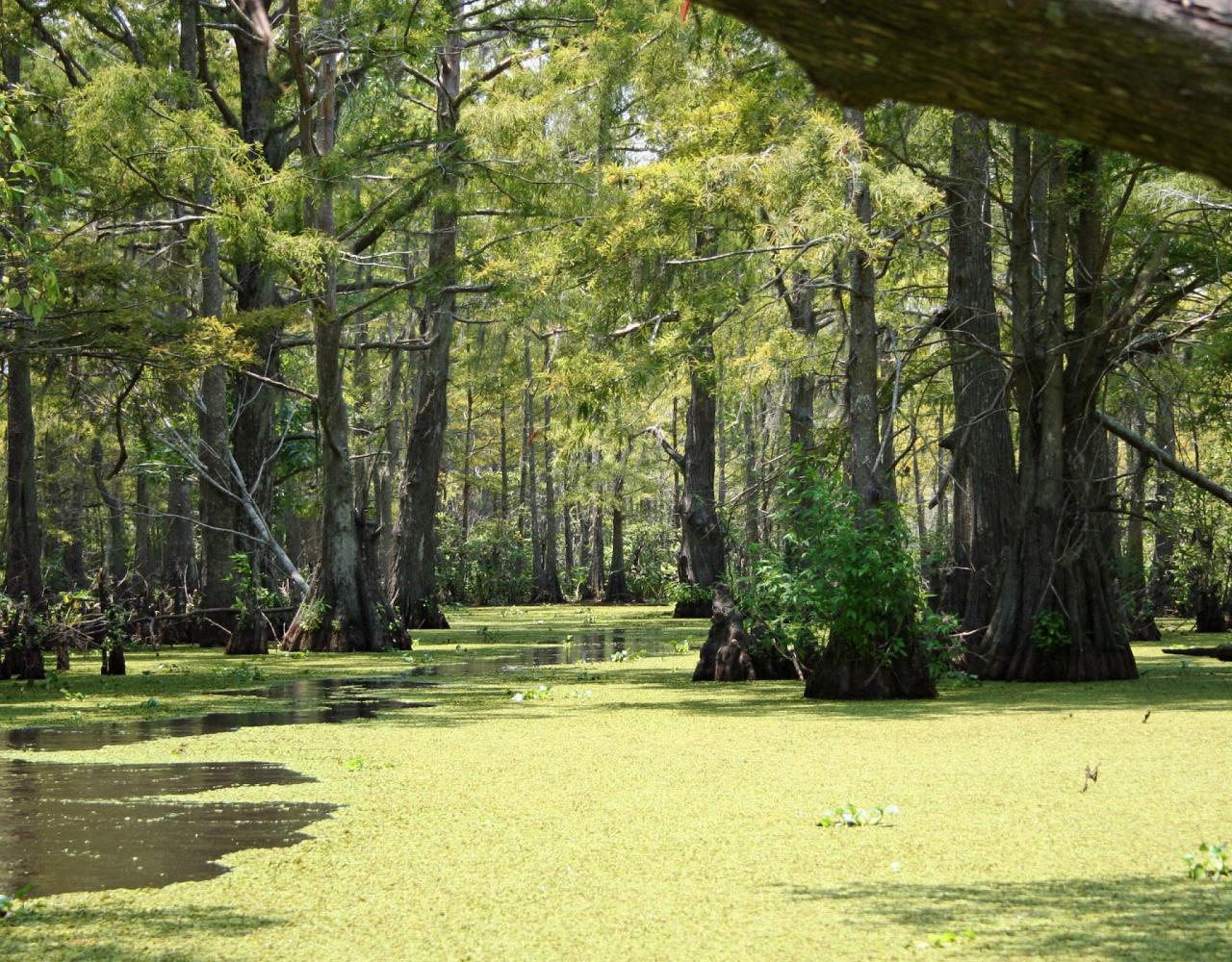Birding Louisiana, Bird Watching New Orleans, Bayou, Birding North America, Naturalist Journeys, Wildlife Tour, Wildlife Photography, Ecotourism, Specialty Birds, Endemic Birds, Birding Hotspot 