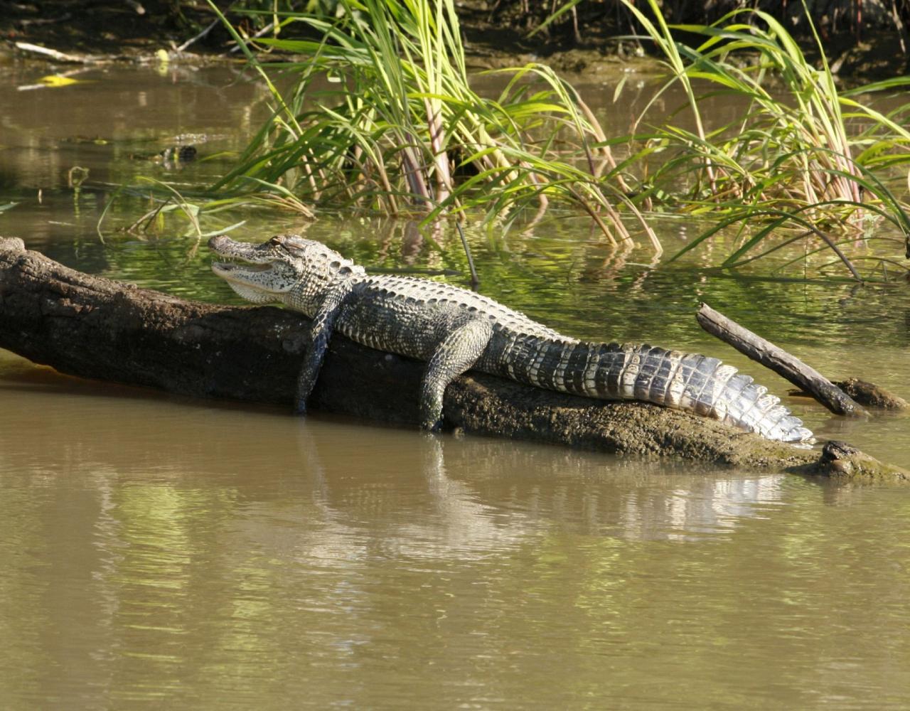 Birding Louisiana, Bird Watching New Orleans, Bayou, Birding North America, Naturalist Journeys, Wildlife Tour, Wildlife Photography, Ecotourism, Specialty Birds, Endemic Birds, Birding Hotspot 