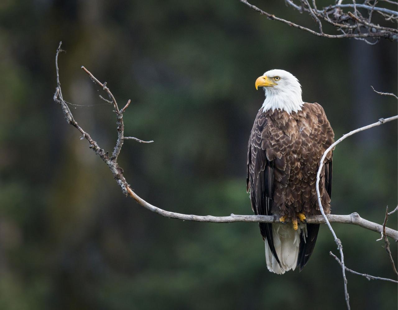 Birding Louisiana, Bird Watching New Orleans, Bayou, Birding North America, Naturalist Journeys, Wildlife Tour, Wildlife Photography, Ecotourism, Specialty Birds, Endemic Birds, Birding Hotspot 