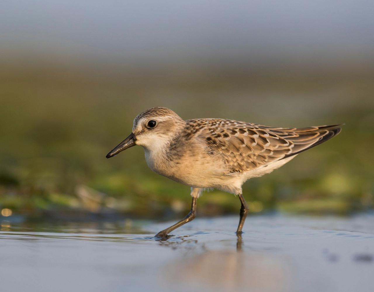 Birding Louisiana, Bird Watching New Orleans, Bayou, Birding North America, Naturalist Journeys, Wildlife Tour, Wildlife Photography, Ecotourism, Specialty Birds, Endemic Birds, Birding Hotspot 