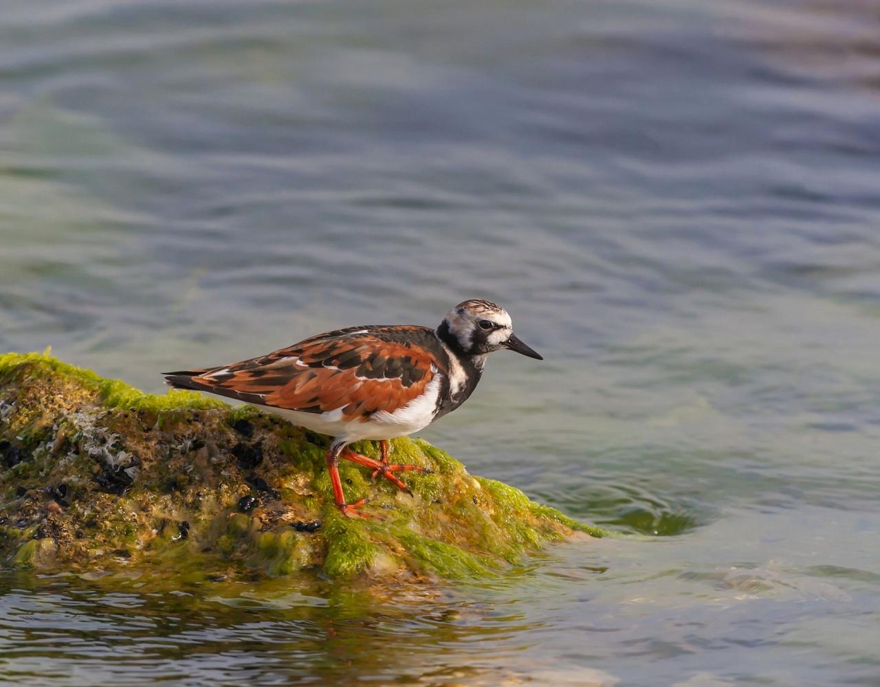 Birding Louisiana, Bird Watching New Orleans, Bayou, Birding North America, Naturalist Journeys, Wildlife Tour, Wildlife Photography, Ecotourism, Specialty Birds, Endemic Birds, Birding Hotspot 