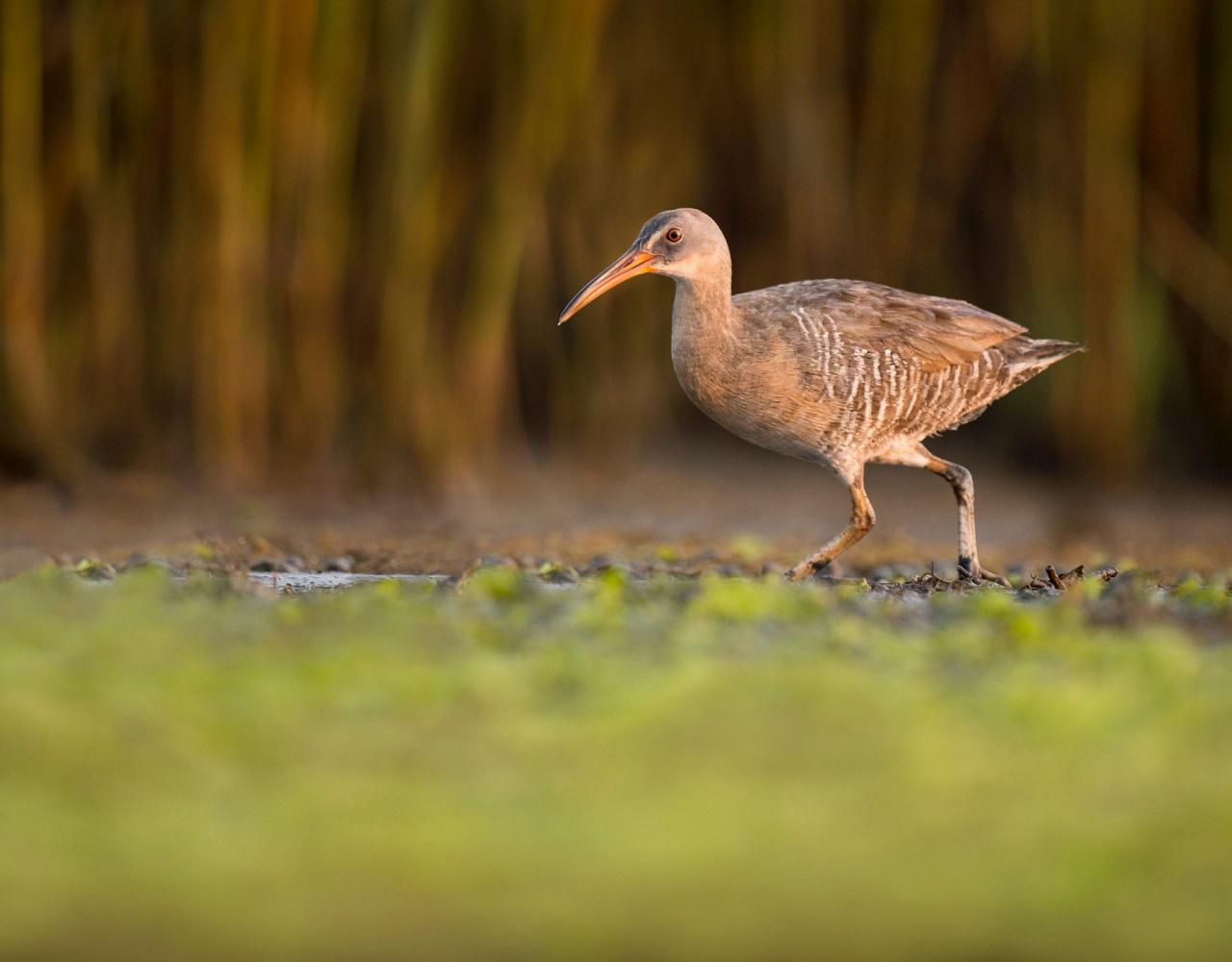 Birding Louisiana, Bird Watching New Orleans, Bayou, Birding North America, Naturalist Journeys, Wildlife Tour, Wildlife Photography, Ecotourism, Specialty Birds, Endemic Birds, Birding Hotspot 