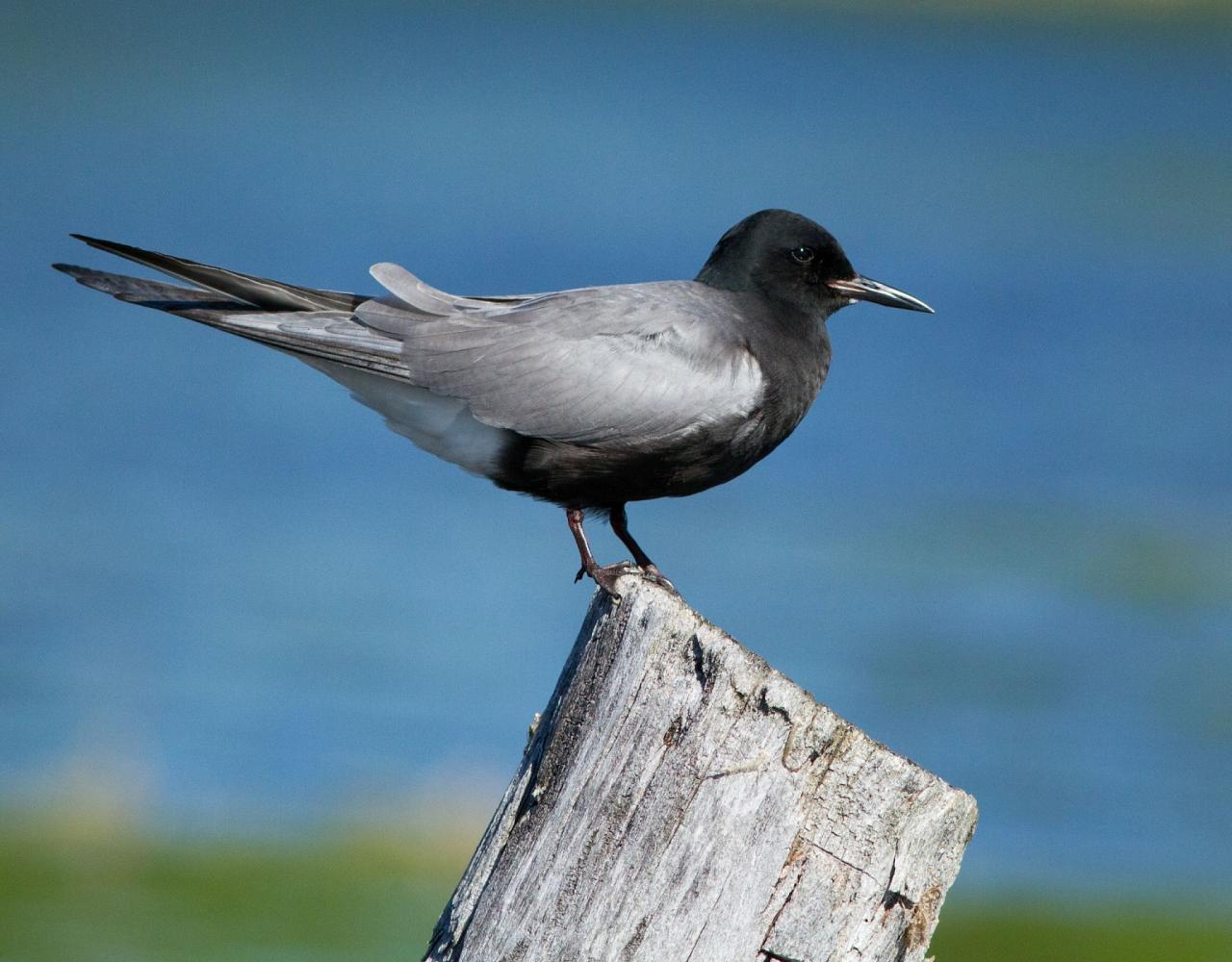 Birding Louisiana, Bird Watching New Orleans, Bayou, Birding North America, Naturalist Journeys, Wildlife Tour, Wildlife Photography, Ecotourism, Specialty Birds, Endemic Birds, Birding Hotspot 