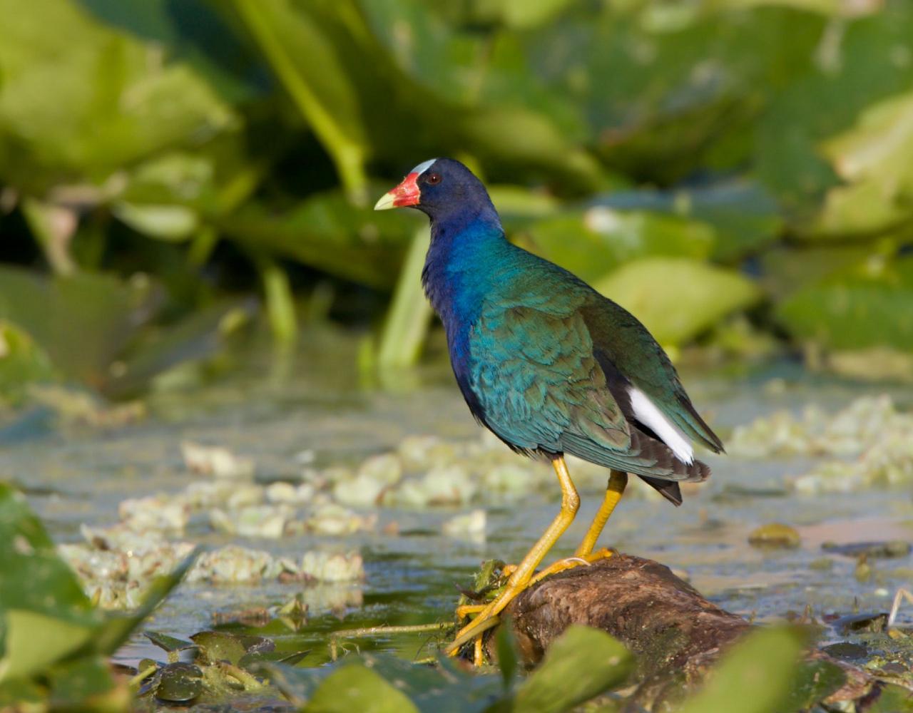 Birding Louisiana, Bird Watching New Orleans, Bayou, Birding North America, Naturalist Journeys, Wildlife Tour, Wildlife Photography, Ecotourism, Specialty Birds, Endemic Birds, Birding Hotspot 