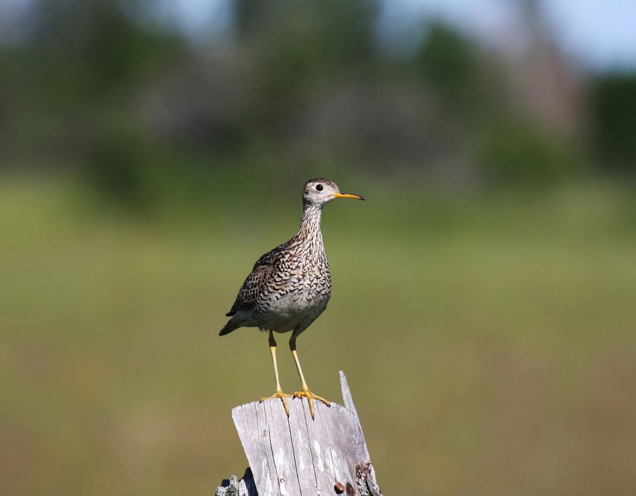 Birding Louisiana, Bird Watching New Orleans, Bayou, Birding North America, Naturalist Journeys, Wildlife Tour, Wildlife Photography, Ecotourism, Specialty Birds, Endemic Birds, Birding Hotspot 