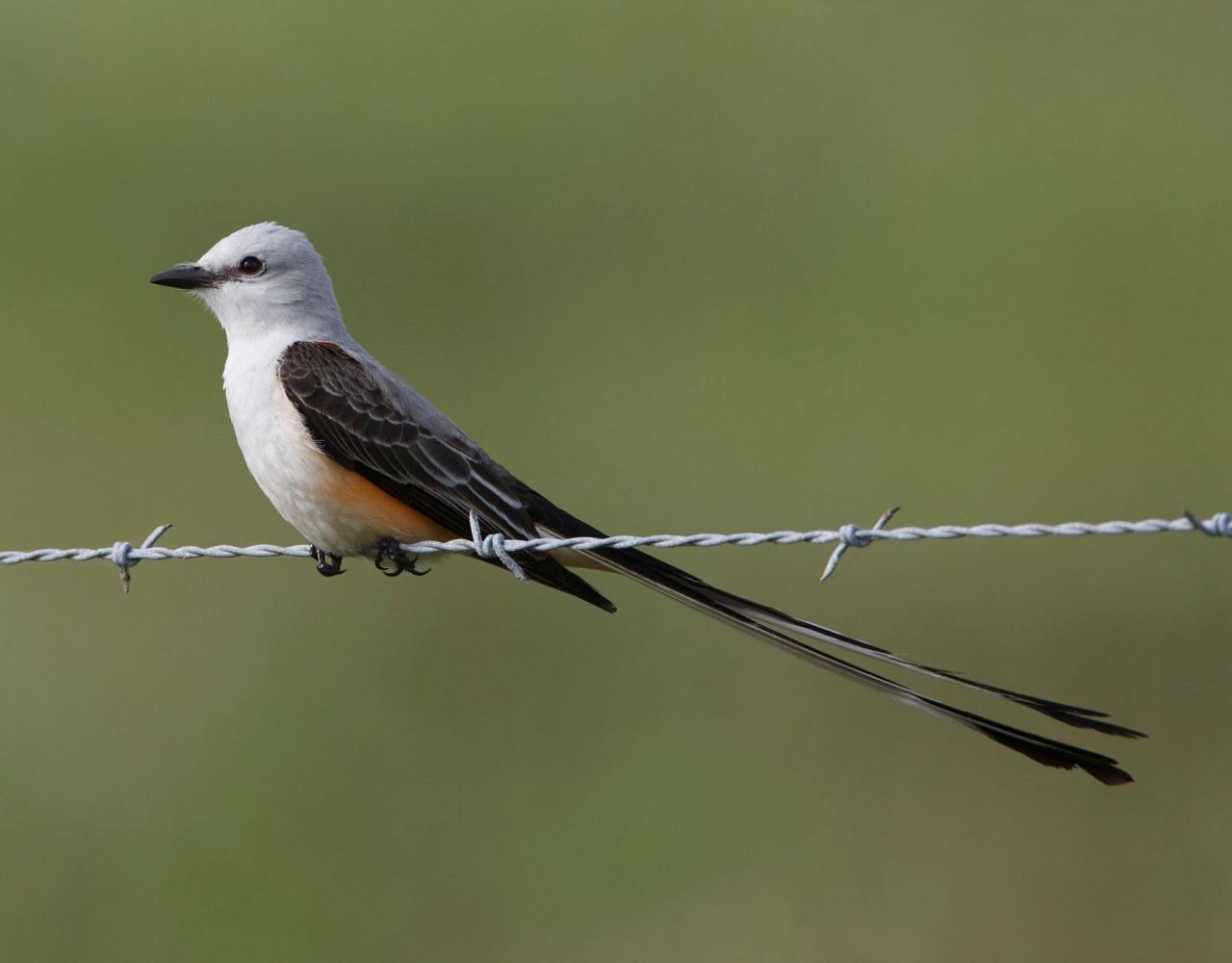 Birding Louisiana, Bird Watching New Orleans, Bayou, Birding North America, Naturalist Journeys, Wildlife Tour, Wildlife Photography, Ecotourism, Specialty Birds, Endemic Birds, Birding Hotspot 
