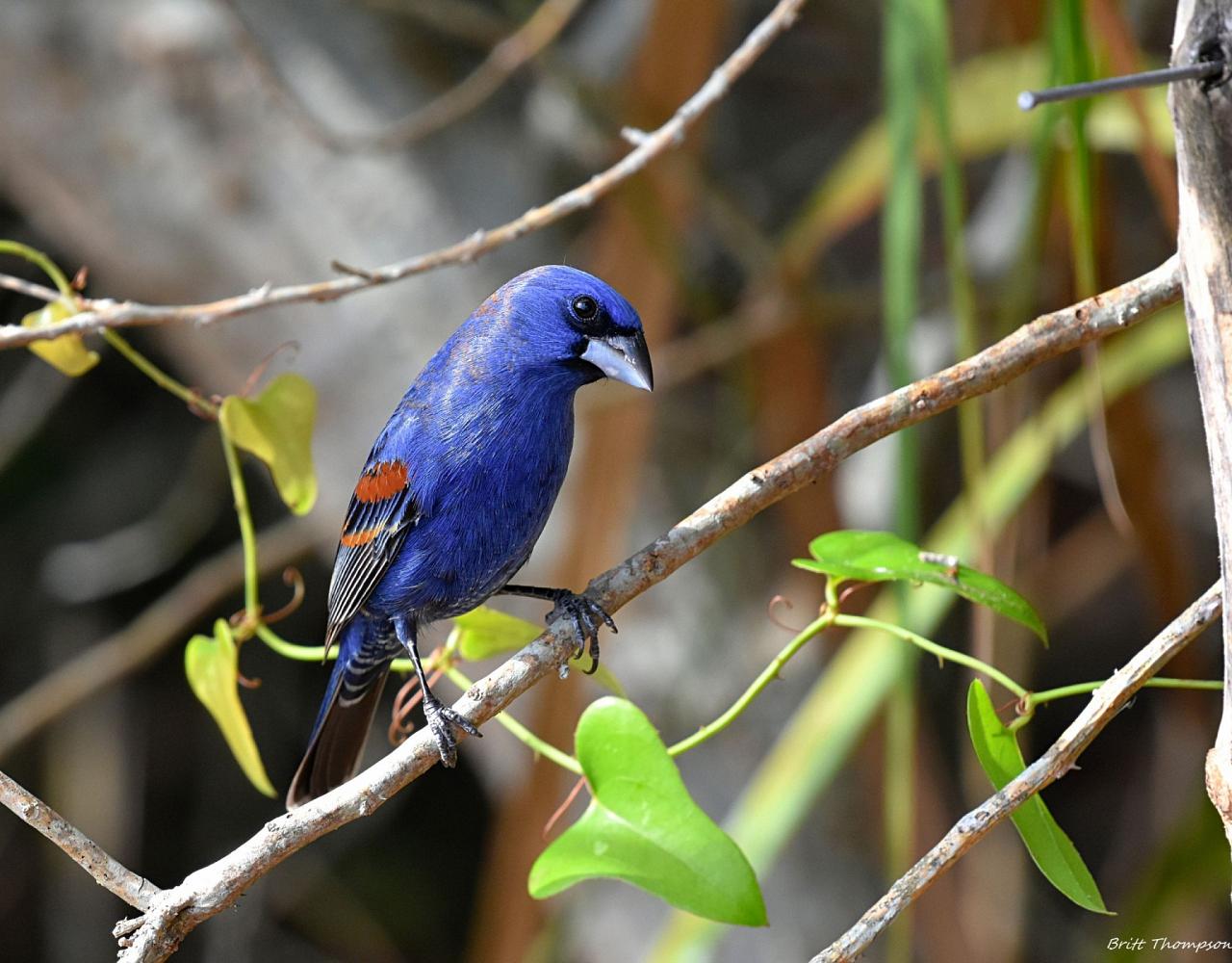 Birding Louisiana, Bird Watching New Orleans, Bayou, Birding North America, Naturalist Journeys, Wildlife Tour, Wildlife Photography, Ecotourism, Specialty Birds, Endemic Birds, Birding Hotspot 