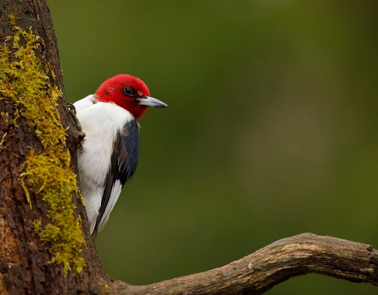 Birding Louisiana, Bird Watching New Orleans, Bayou, Birding North America, Naturalist Journeys, Wildlife Tour, Wildlife Photography, Ecotourism, Specialty Birds, Endemic Birds, Birding Hotspot 