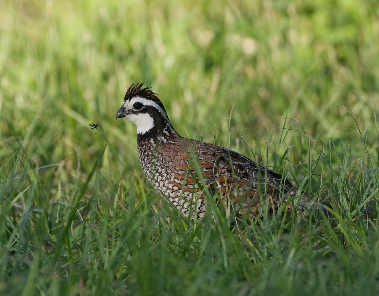 Birding Louisiana, Bird Watching New Orleans, Bayou, Birding North America, Naturalist Journeys, Wildlife Tour, Wildlife Photography, Ecotourism, Specialty Birds, Endemic Birds, Birding Hotspot 