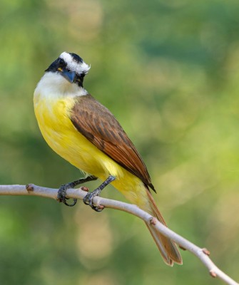 Birding Texas Hill Country, Bird watching, Texas, Hill Country, Naturalist Journeys, Wildlife Tour, Wildlife Photography, Ecotourism, Specialty Birds, Birding Hotspot