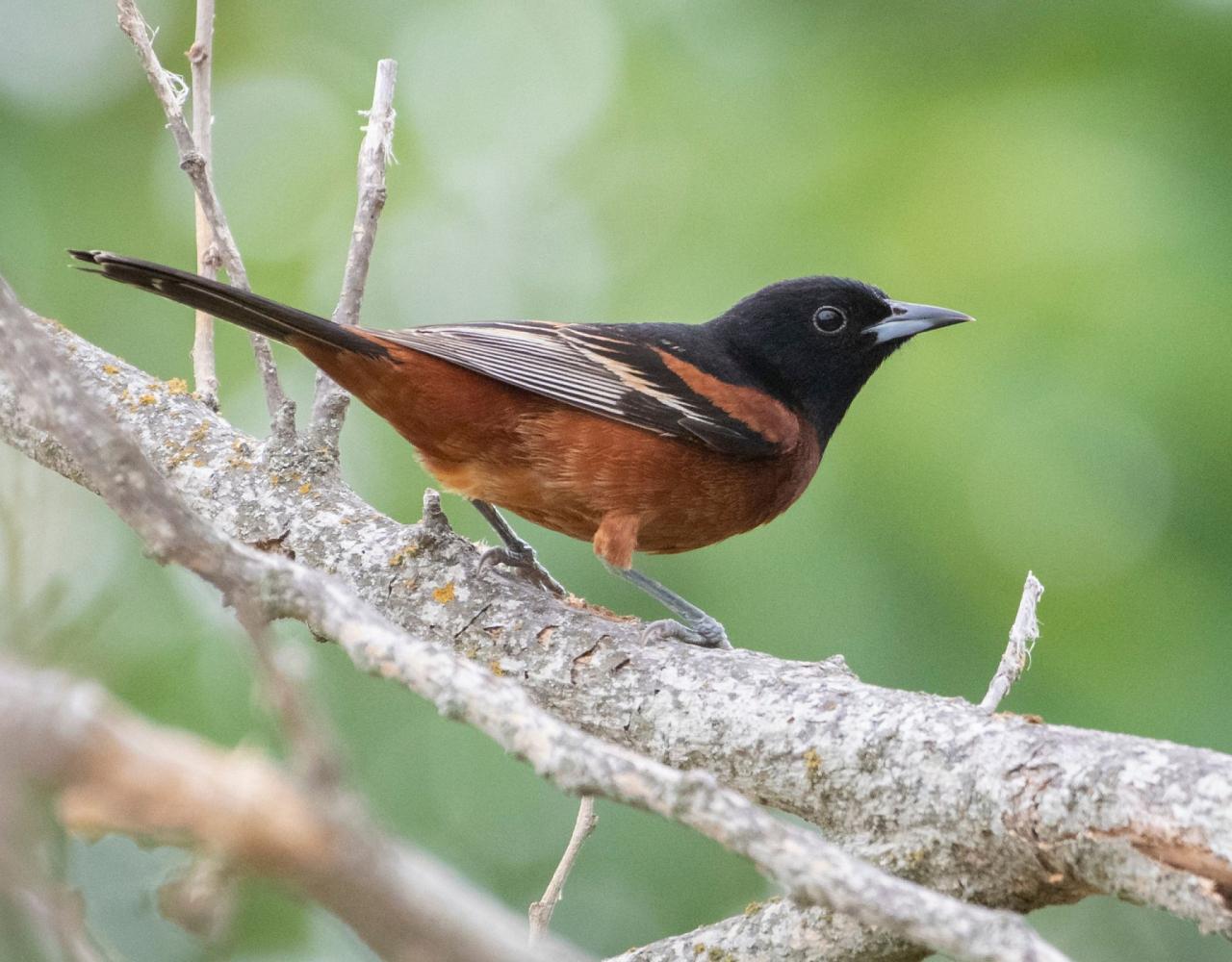 Birding Texas Hill Country, Bird watching, Texas, Hill Country, Naturalist Journeys, Wildlife Tour, Wildlife Photography, Ecotourism, Specialty Birds, Birding Hotspot