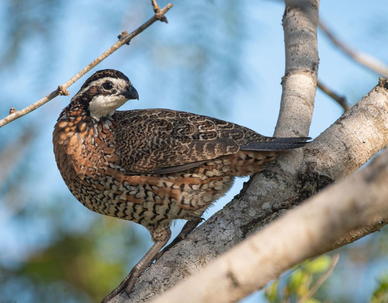 Birding Texas Hill Country, Bird watching, Texas, Hill Country, Naturalist Journeys, Wildlife Tour, Wildlife Photography, Ecotourism, Specialty Birds, Birding Hotspot